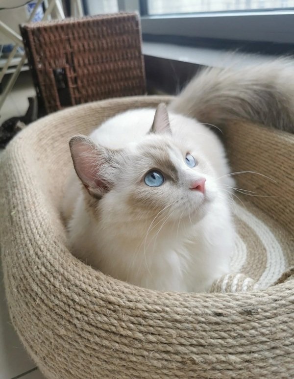 mèo ragdoll 30