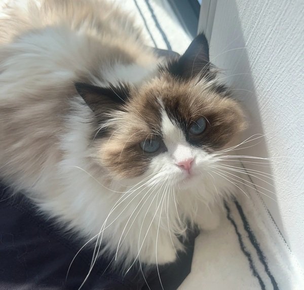 mèo ragdoll 7