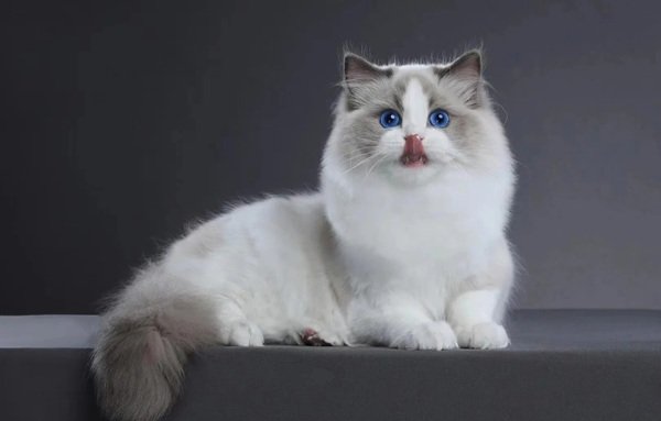 mèo ragdoll 8