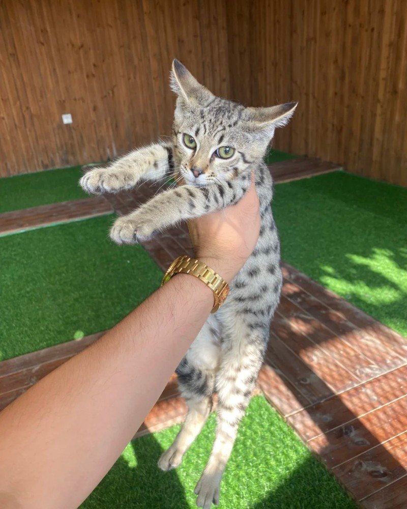 mèo savannah 26