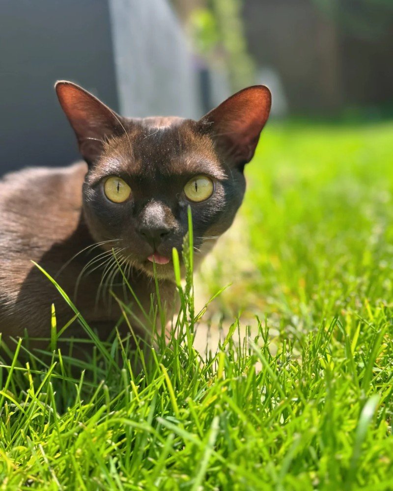 Mèo Savannah – Hoang Dã, Thông Minh Và Cực Kỳ Đắt Giá