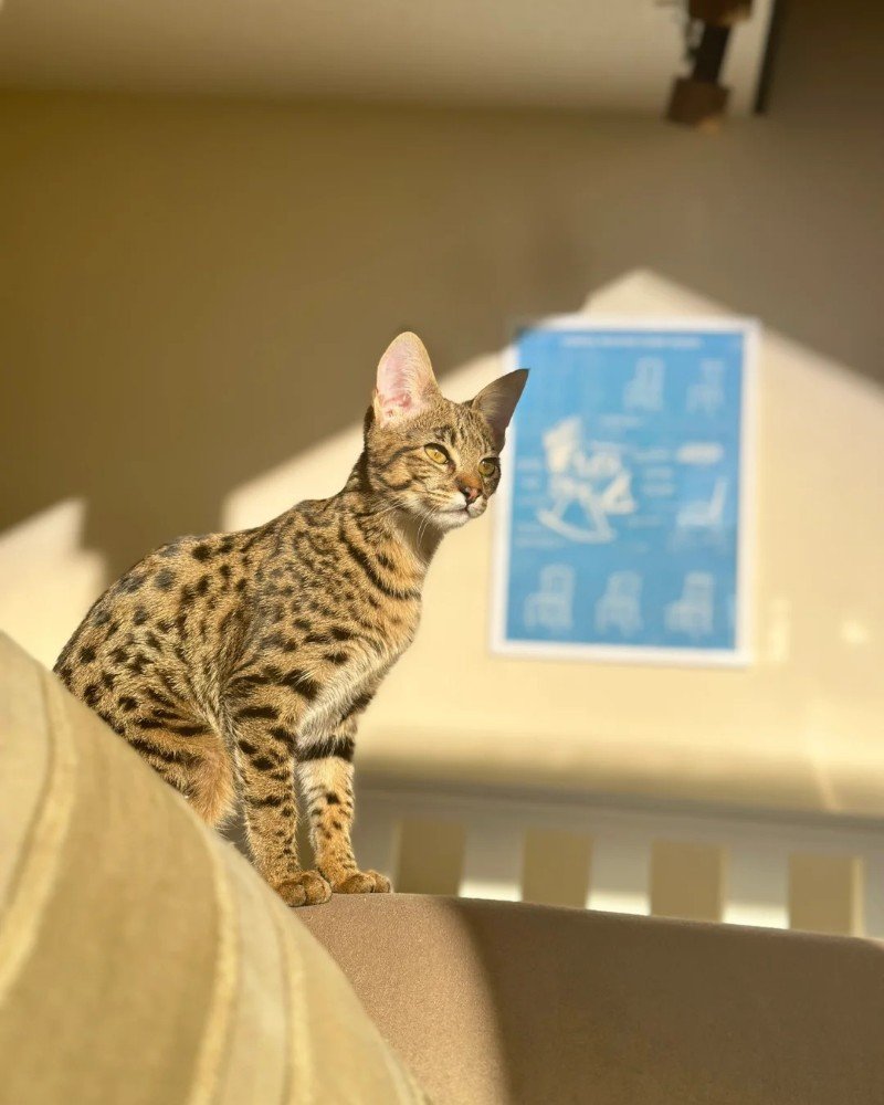 mèo savannah 34