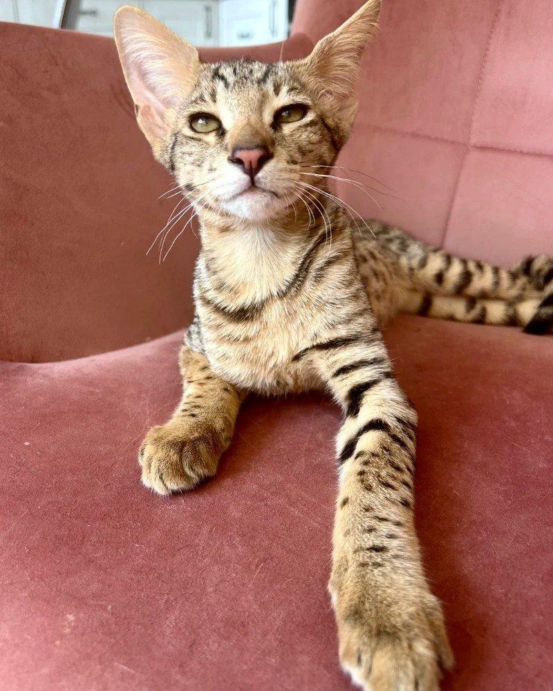 mèo savannah 6