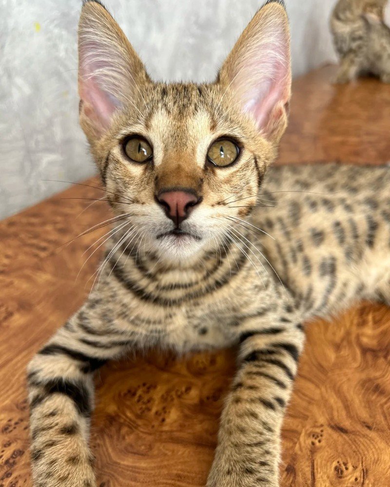 mèo savannah 8
