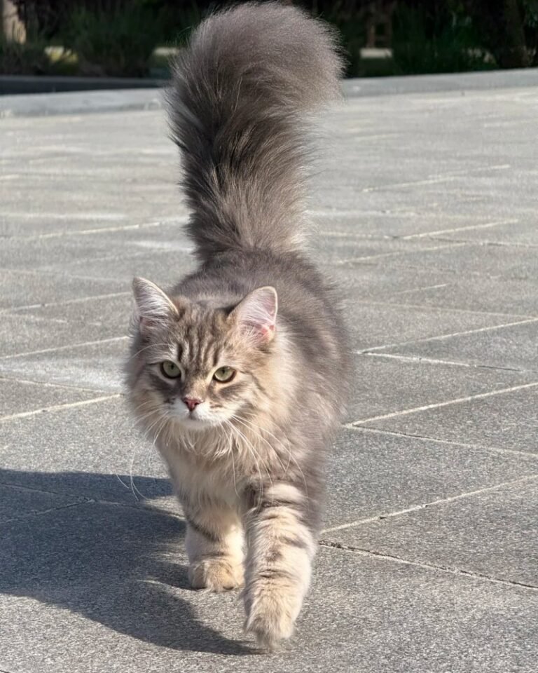 Mèo Siberian – Lông Dày Sang Trọng, Hiền Lành Và Thông Minh