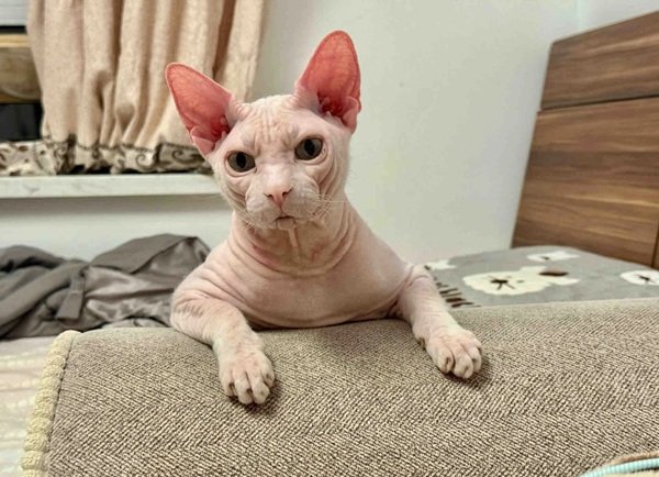 mèo sphynx 10