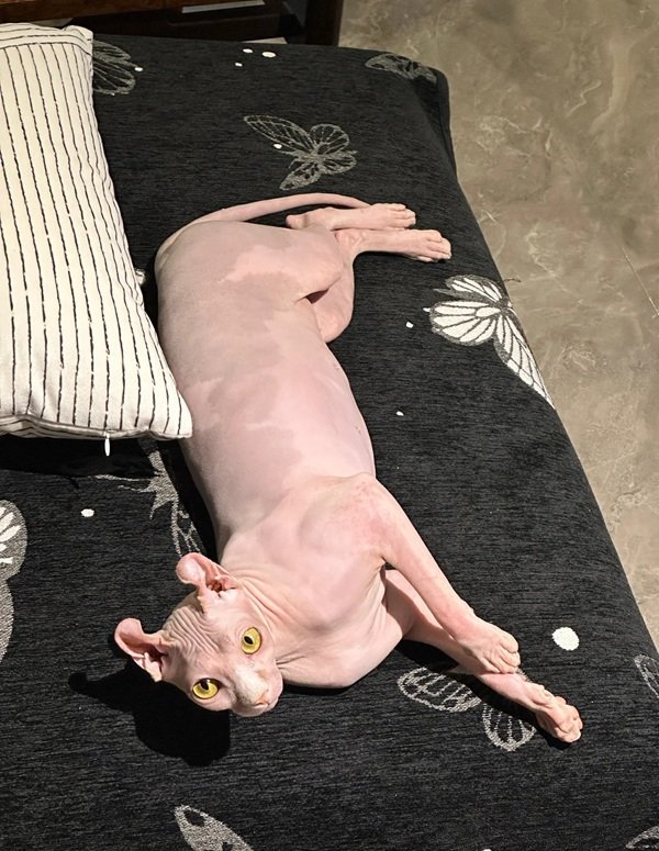 mèo sphynx 12
