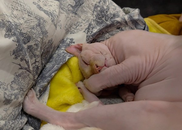 mèo sphynx 13