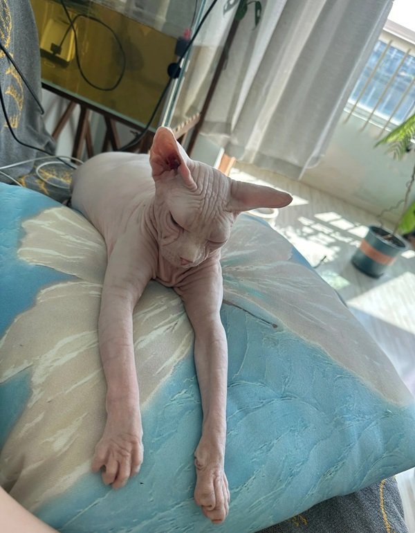 mèo sphynx 16