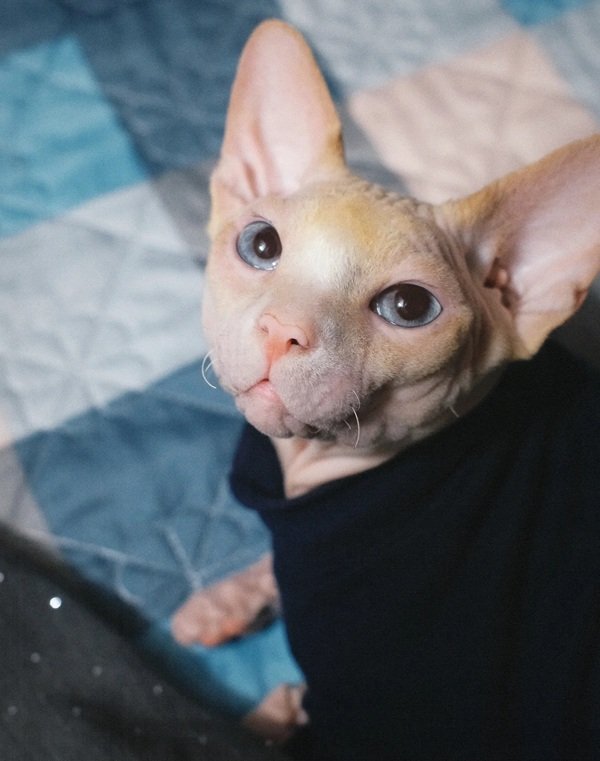 mèo sphynx 17