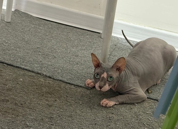 mèo sphynx 19