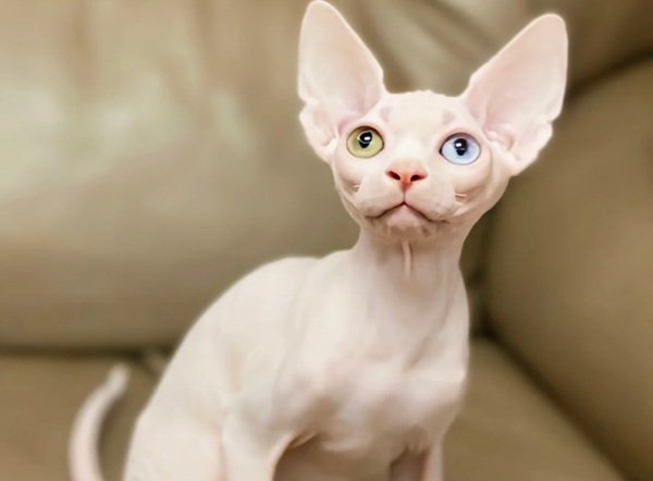 mèo sphynx 2