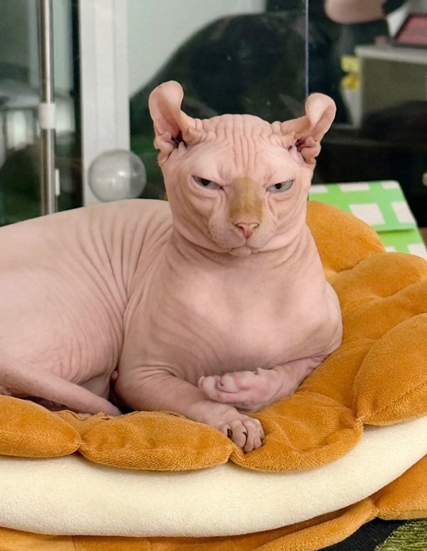mèo sphynx 20