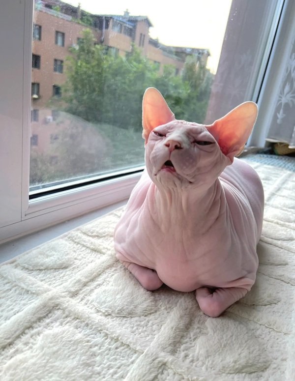 mèo sphynx 22