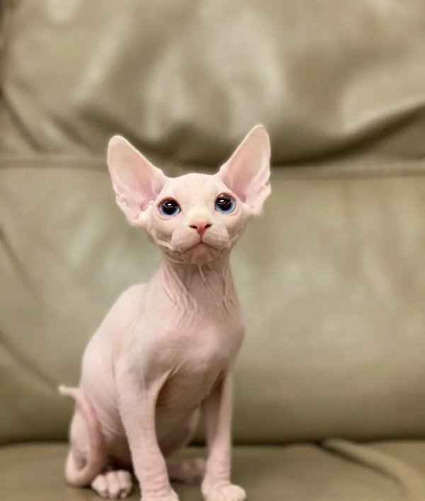 Mèo Sphynx – Độc Lạ, Thân Thiện Và Gây Nghiện