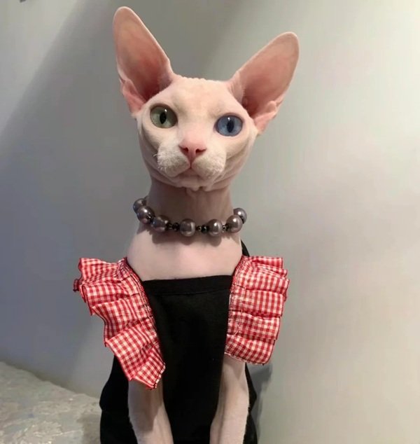 mèo sphynx 25