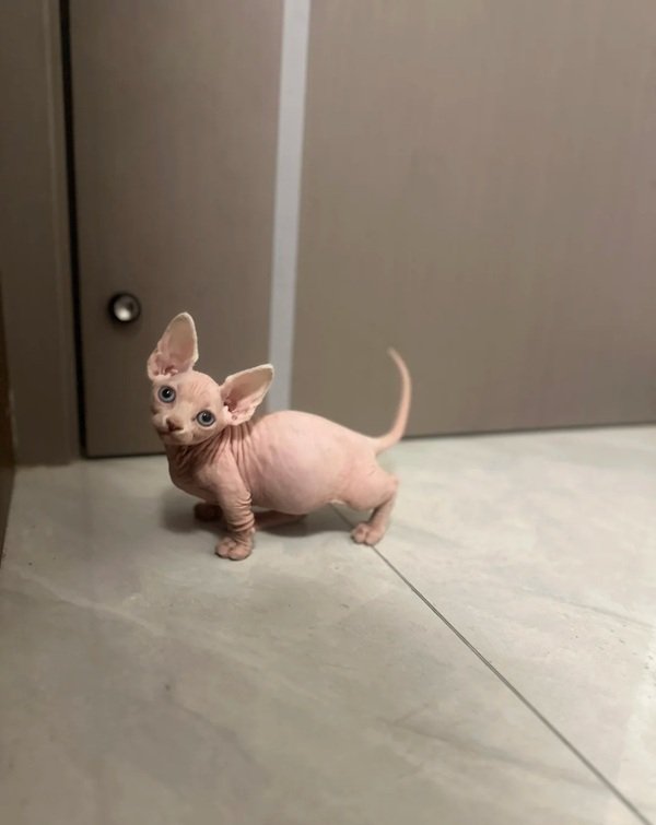 mèo sphynx 27