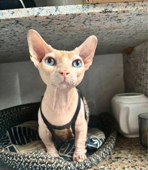 mèo sphynx 28