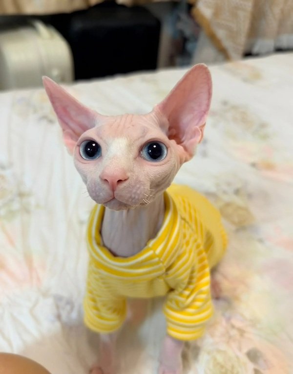 mèo sphynx 29