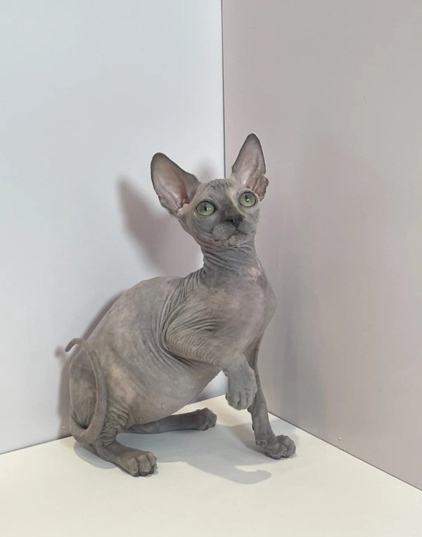 mèo sphynx 3