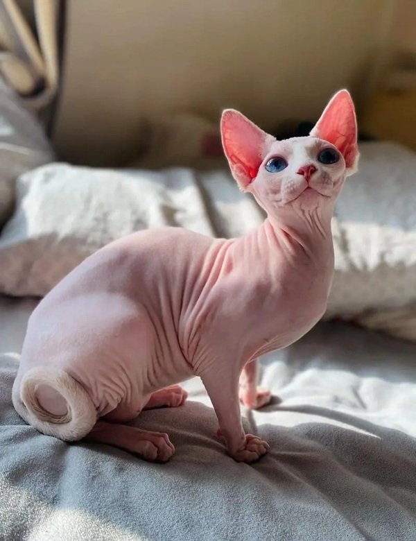 mèo sphynx 6