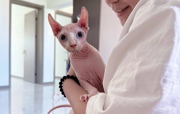 mèo sphynx 7