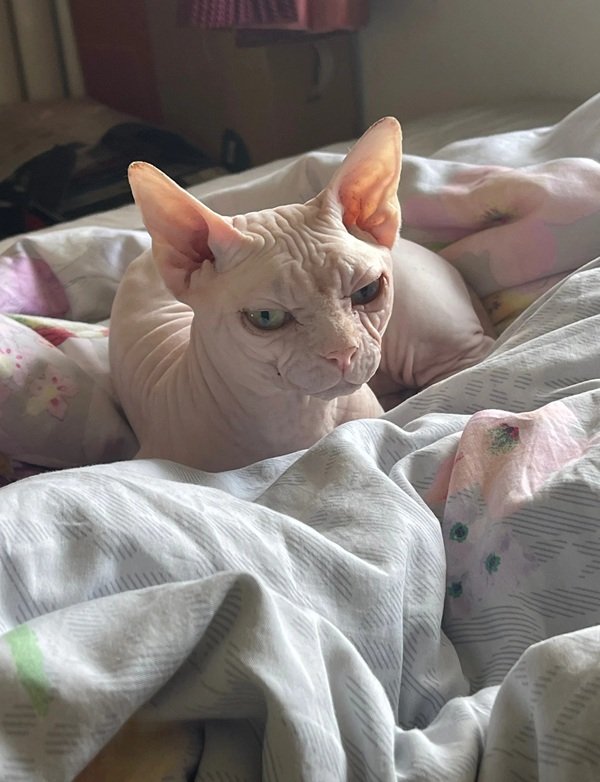 mèo sphynx 8