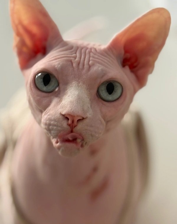 mèo sphynx 9