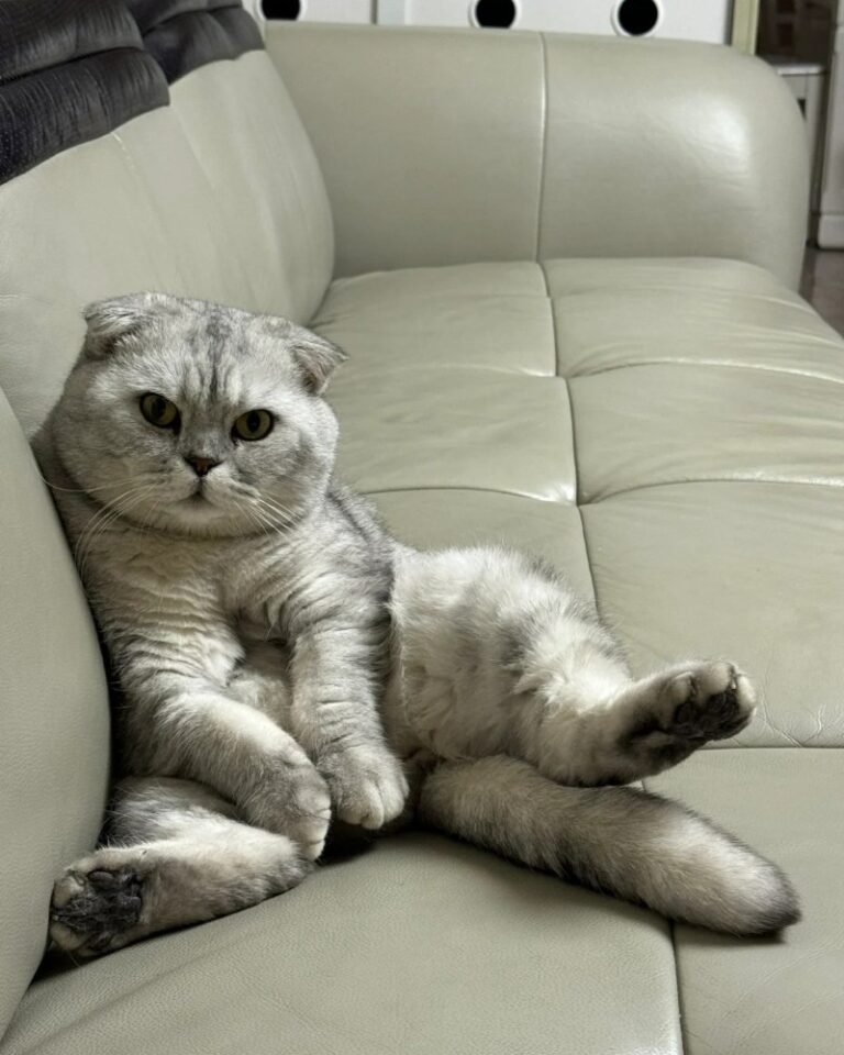 Mèo Tai Cụp – Đáng Yêu, Hiền Lành Và Rất Dễ Nuôi