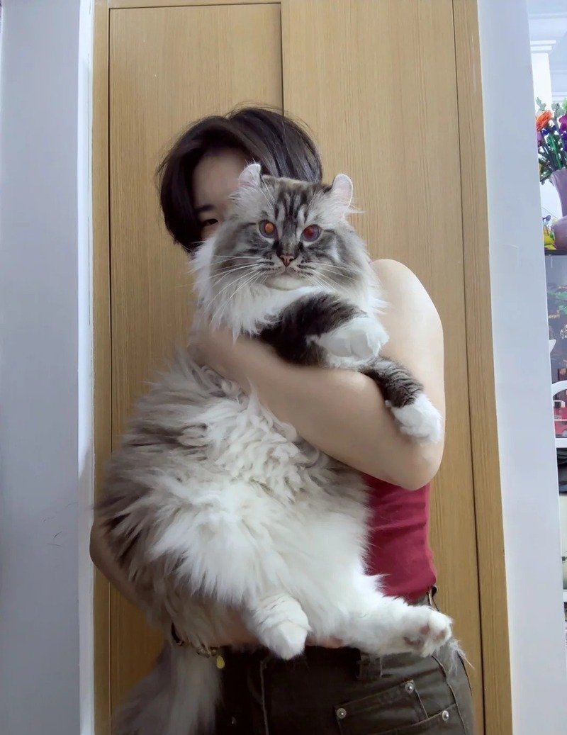 Hình ảnh mèo tai xoăn trong thế giới thú cưng
