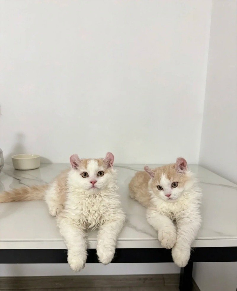 Ảnh mèo tai xoăn nhỏ xinh đáng yêu
