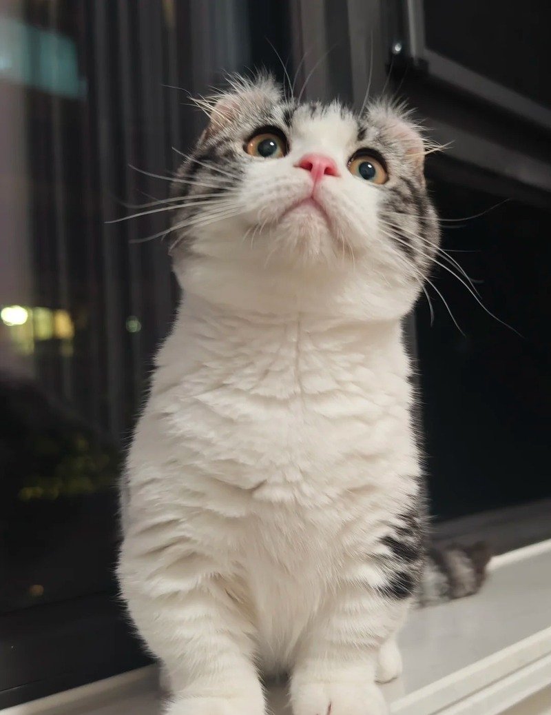 Hình nền mèo tai xoăn cute