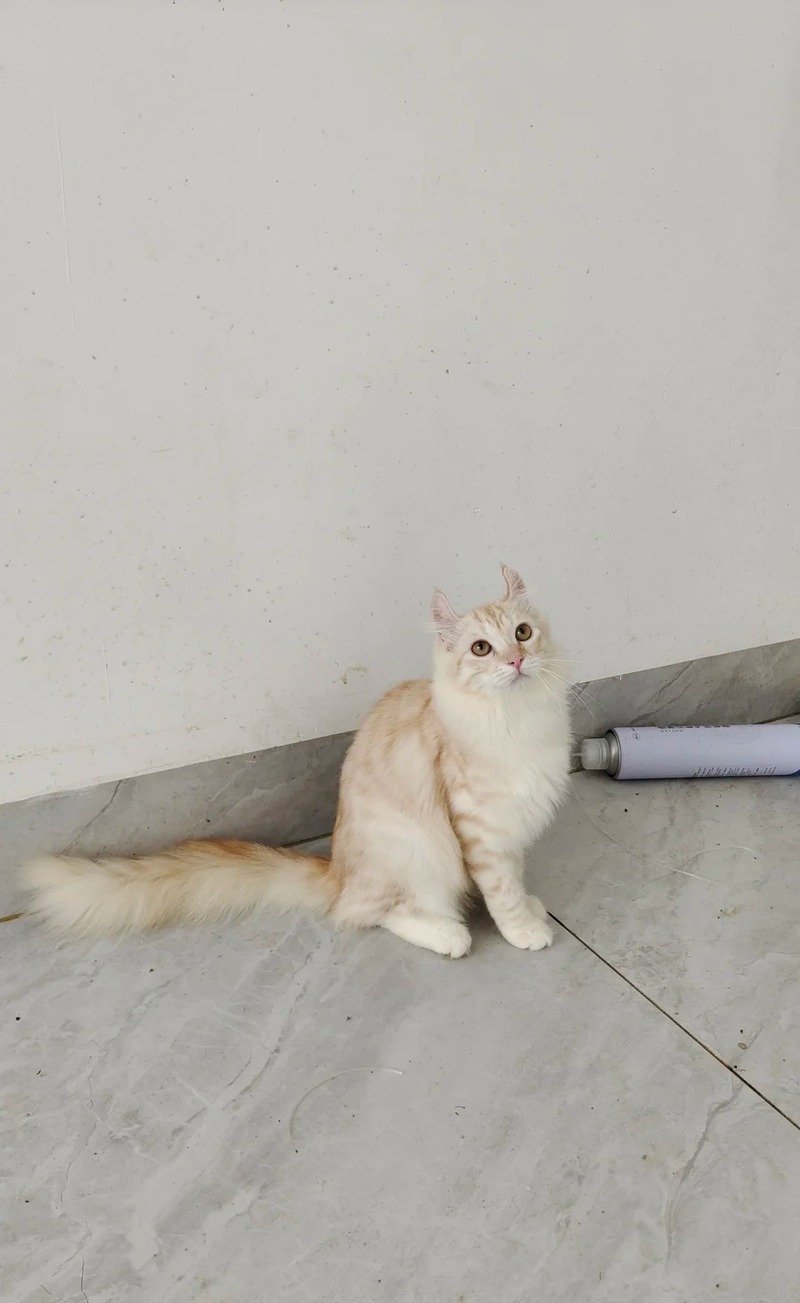 Hình ảnh mèo tai xoăn đẹp mắt