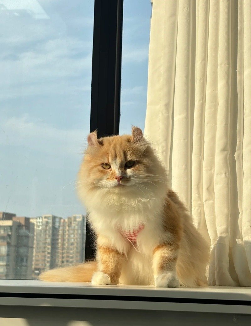 Ảnh mèo tai xoăn trong nhà đáng yêu