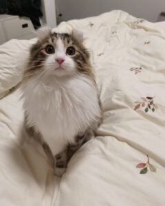 Mèo Tai Xoắn – Đôi Tai Cong Độc Lạ Và Tính Cách Rất Dễ Mến