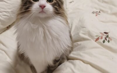 Mèo Tai Xoắn – Đôi Tai Cong Độc Lạ Và Tính Cách Rất Dễ Mến