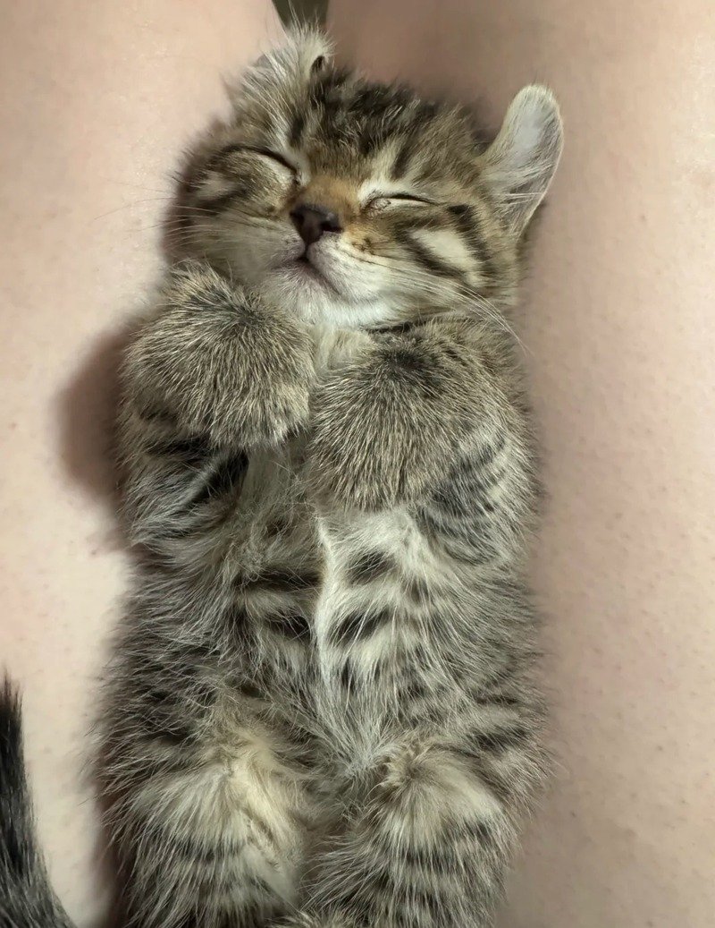 Mèo tai xoăn cute với khuôn mặt đáng yêu