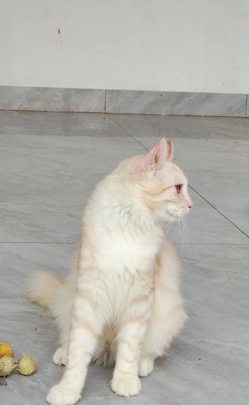Hình ảnh chú mèo tai xoăn ngộ nghĩnh