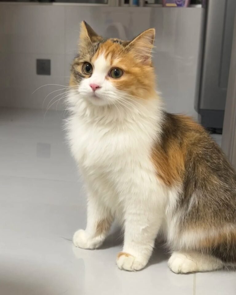 Mèo Tam Thể – Có Duyên, Đáng Yêu Và Rất Cá Tính