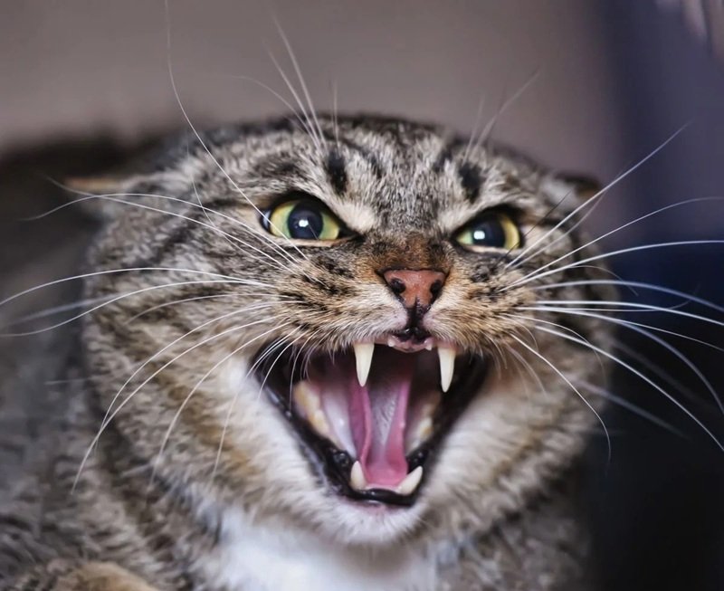mèo tức giận 1