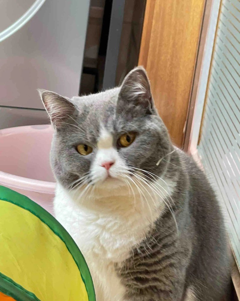 mèo tức giận 10