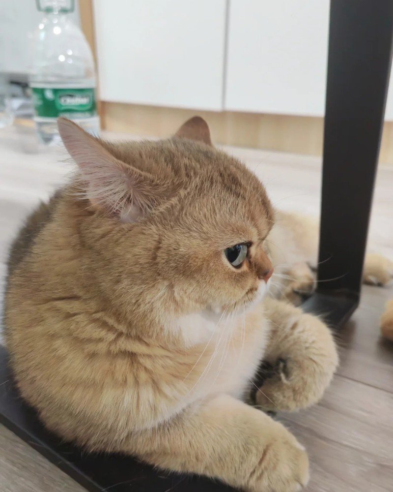 mèo tức giận 11