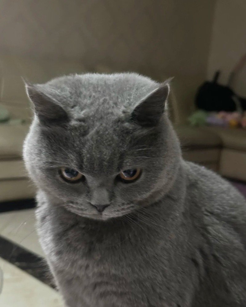 mèo tức giận 12