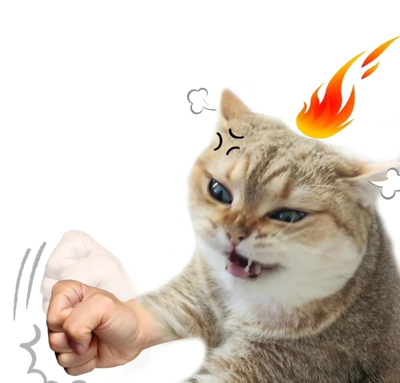 mèo tức giận 13