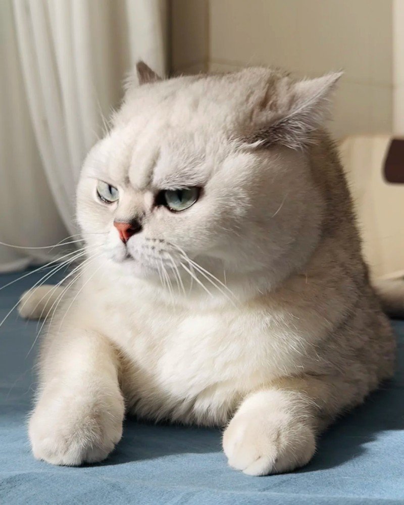 mèo tức giận 15