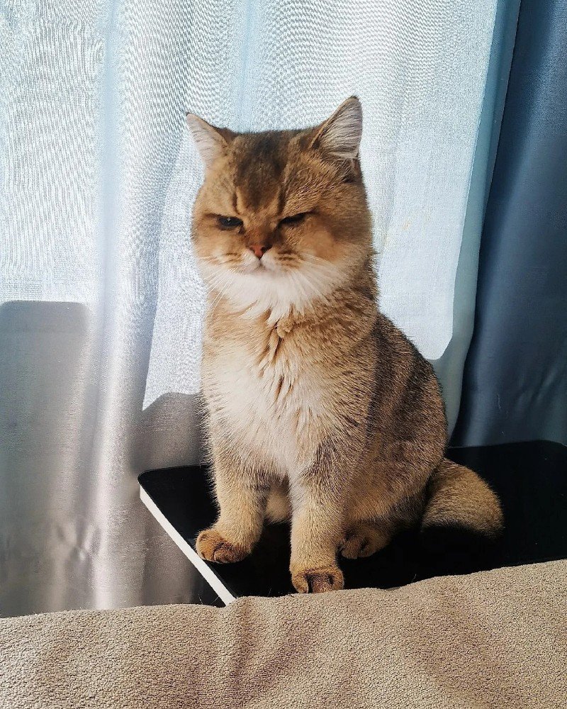 mèo tức giận 16