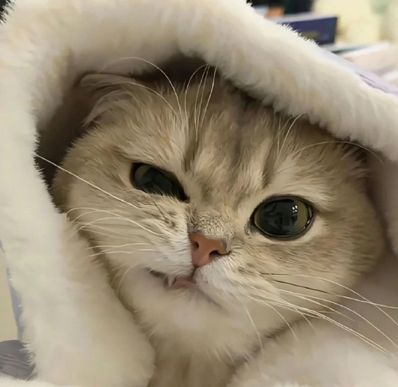 mèo tức giận 17