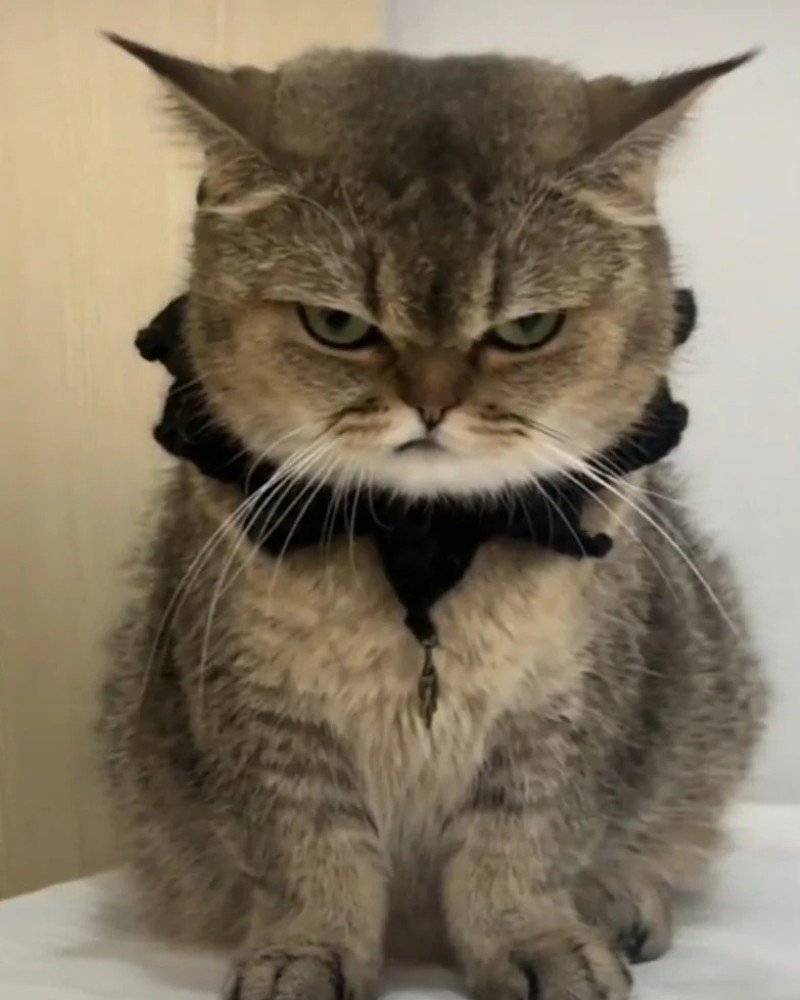 mèo tức giận 21