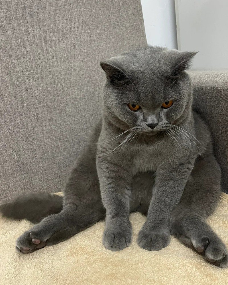 mèo tức giận 22