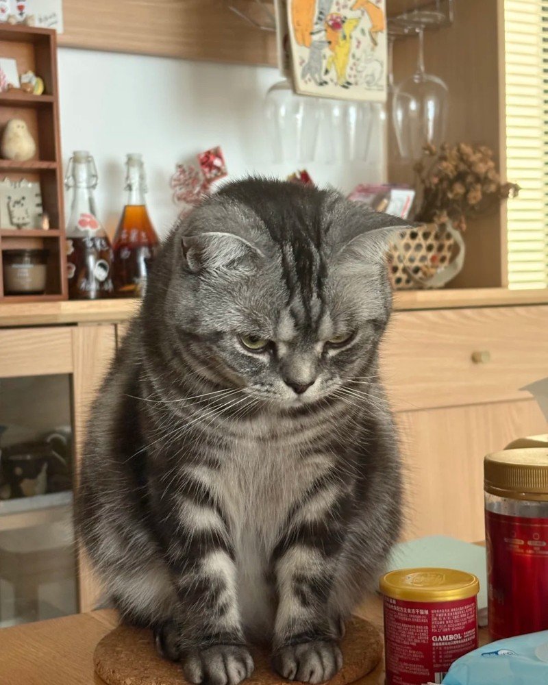 mèo tức giận 23